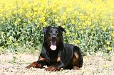 BEAUCERON 950